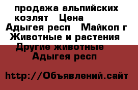 продажа альпийских козлят › Цена ­ 5 000 - Адыгея респ., Майкоп г. Животные и растения » Другие животные   . Адыгея респ.